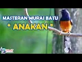 Download Lagu Masteran murai batu trotolan