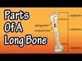 Parts Of A Long Bone - Structure Of A Long Bone