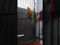 masteran Lovebird full kapas tembak paling di cari!