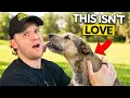 5 Things a Dog Does You Interpret TOTALLY WRONG