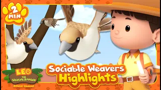 SOCIABLE WEAVER HIGHLIGHTS! | Leo the Wildlife Ranger | Educational Animal Cartoons