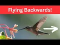 Can Birds Really Fly Backwards