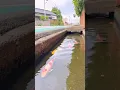 Ikan koi di selokan Jepang #koi #shorts