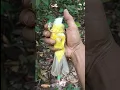 Lagu VIRAL‼️ BURUNG KAPAS TEMBAK DADA EMAS.