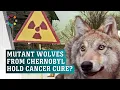 Download Lagu Chernobyl’s mutant wolves could hold secret to cancer cure