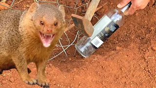 ابشركم كشمته تكشيم وبحياته بطل يرجع 