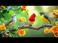Workday Zen: Birdsong 🕊️🕊️🕊️ \u0026 Piano for Stress-Free Productivity