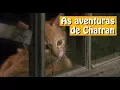 Download Lagu As aventuras de Chatran - Dublado - Filme Completo