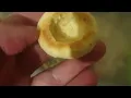 Download Lagu Piersici umplute cu multa crema. O prăjitură excelenta.