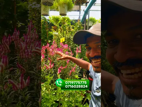 කිරිහැන්ද