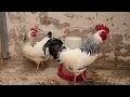 Light sussex bantam breeding pair