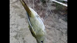 صوت الشحيم مع اللبد طائر العندليب طائر الحسنية صوت الفسيسي الغدار مع صوت الزرادي صوت اللبودي 