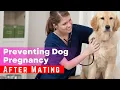 Emergency Dog Pregnancy Prevention What to Do After Mating