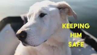 Life on a Boat with an OLD Dog | Ch 6 E 17