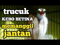 Lagu Suara burung trucuk betina memanggil jantan Ampuh buat pancingan trucukan agar bunyi