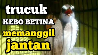 Download PASTI NYAUT,,,!!! di Pancing suara burung trucuk betina memanggil jantan ini cocok buat trucuk bahan MP3