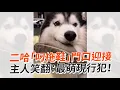 Download Lagu 二哈「叼拖鞋」門口迎接　主人笑翻：最萌現行犯！ ｜#寵物雲