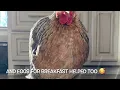 Tylan 50 for respiratory symptoms in chickens