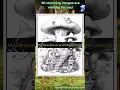 Mushroom Houses Coloring Pages Coloring Printable Pages for Adult