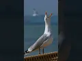 Download Lagu seagull sound