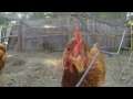 Gardiner rooster evicted