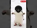 pinguin joget #pinguin #funny #cartoon #animal #tungtungtungsahur #dance #anomali #joget #jogetviral