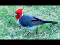 Red Crested Cardinal Bird Kailua Hawaii