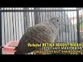 Download Lagu Perkutut Betina memanggil jantan Suara bersahutan perkutut lokal gacor , Ampuh untuk PANCINGAN