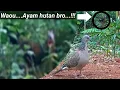 Download Lagu LANGKA...!!! Pikat tekukur berani nguku sama ayam hutan hijau bro