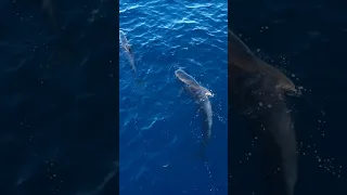 Pilot Whales next to our boat!! #bahamas #whales # #fishing