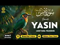 Download Lagu Relaxing Surah Yasin for Sleep, Depression, \u0026 Anxiety ✦ Yaseen سورة يس ✦ Soothing Quran ✦ Hejazi