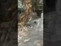 Download Lagu makam keramat maling gentiri, makam Astono boncolono.