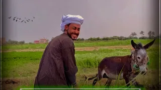 قصة حياة المنشد احمد حسن الاقصري 