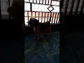 Download Lagu Anjing gong-gong