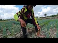 Download Lagu PANEN PERDANA DI LAHAN MAS APRI TANAMAN PAK SUGIANTO 