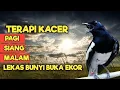 Lagu TERAPI KACER GACOR INI AMPUH ATASI KACER MACET BUNYI LANGSUNG NYAUT EMOSI BUKA EKOR