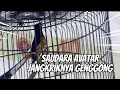 Download Lagu NO DEBAT  KALAU SUDAH PULIH !! TONTON ULASANYA