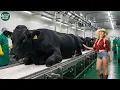 How Luxurious Wagyu Beef Is Made - Incredible World Of Mass Wagyu Farming Processing