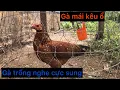 Download Lagu Tiếng gà mái kêu chứng tỏ sắp đựơc thu hoạch trứng | hens croak