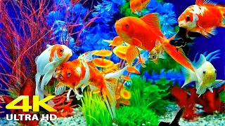 Aquarium 4K UHD Relaxing Coral Reef Fish Tank With Soothing Music For Sleep Study Meditation 