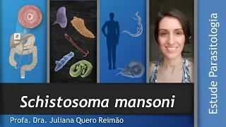 Aula sobre Schistosoma mansoni e  Esquistossomose (Barriga dágua)