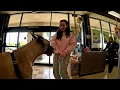 Cash 2 0 Great Dane getting dog food at Petco