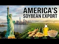America s Soybean Journey From Seed to Global Export