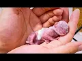 Download Lagu I can't believe it! This dying premature kitten miraculously flourished under my tender care!