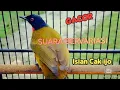 SANDANG GARIGIT || KUTILANG EMAS || suara nembak\