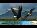 Download Lagu SUARA BURUNG ELANG NO COPYRIGHT