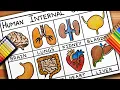 How to draw Internal Human Organs Internal Human Organs Drawing Drawing of Human Internal Organs