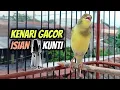 Download Lagu Kenari Gacor Isian Kunti || Ampuh Untuk Pancingan Kenari Paud \u0026 Kenari Ngeriwik