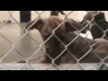 The Four Season Puppies Having Fun at Celina Ohio