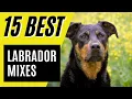 Lab Mixes - 15 Best Labrador Mixes You ll Love Golden Labrador Labradoodle